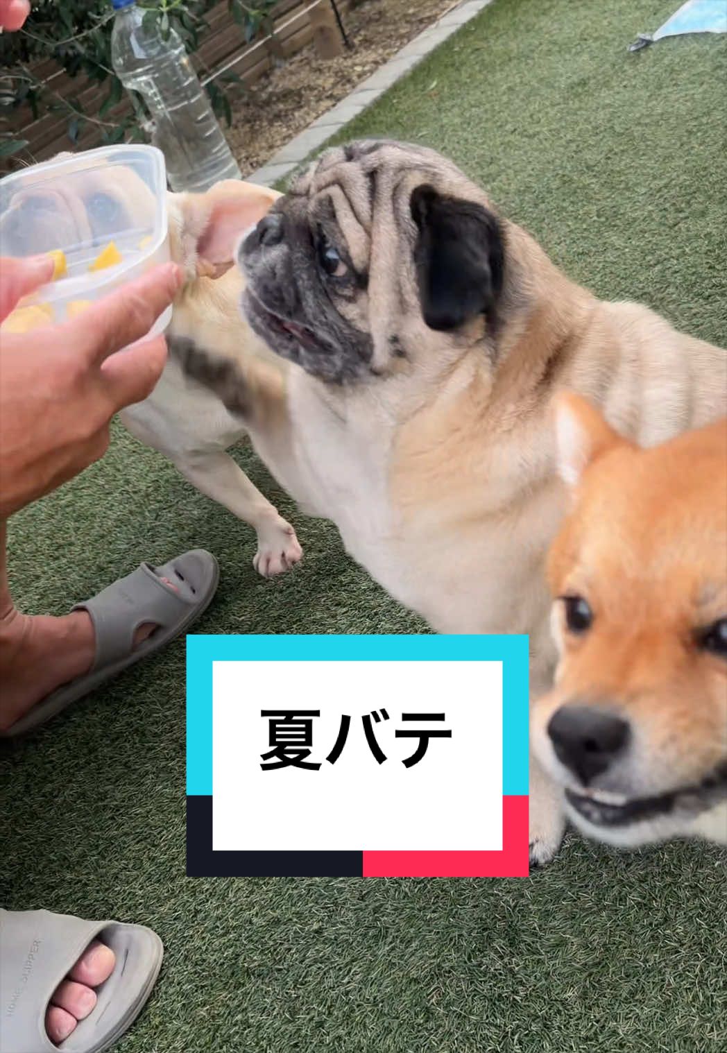 @🐶とん&ぺっぺこぺー🦊