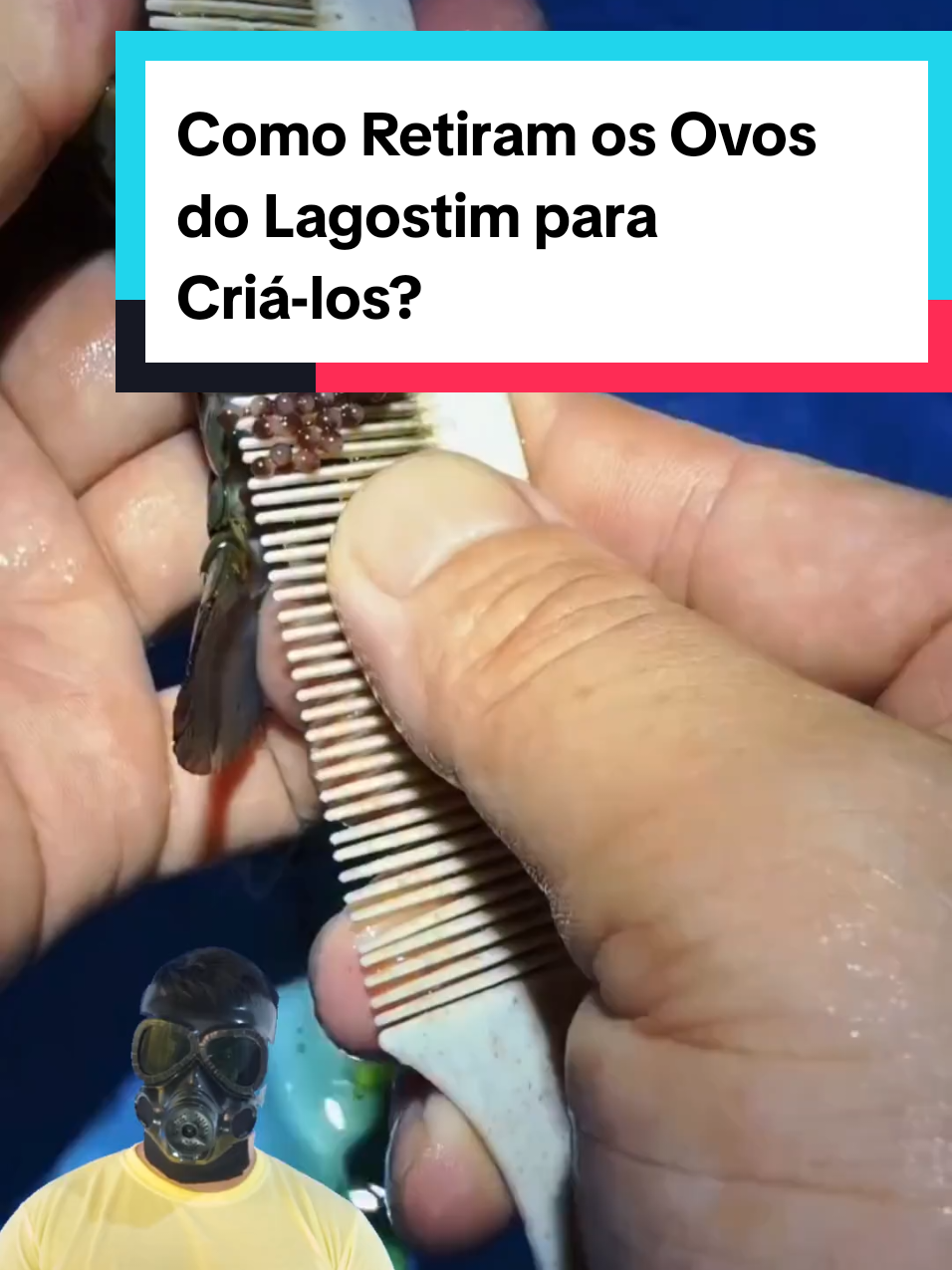 @Mundo da Curiosidades