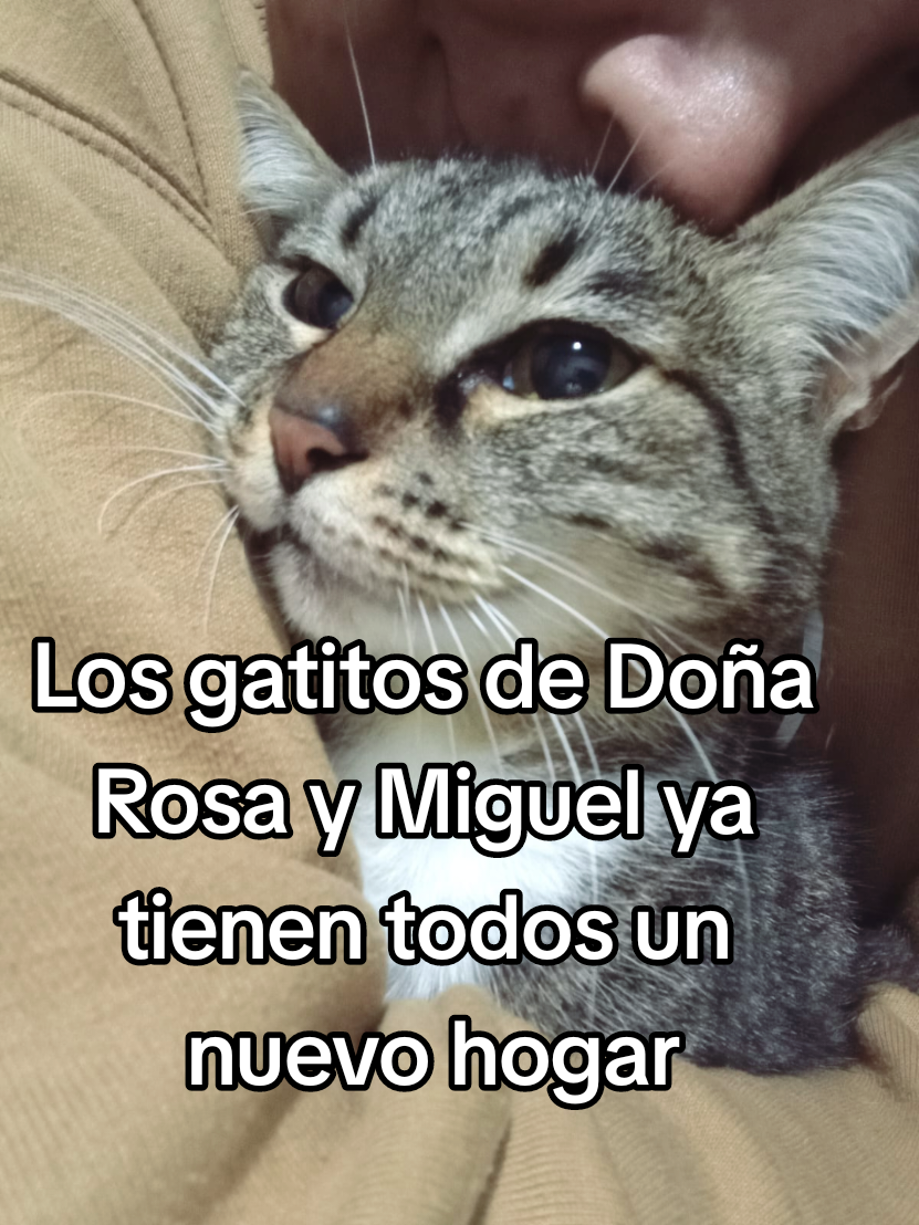 @Fer Violante