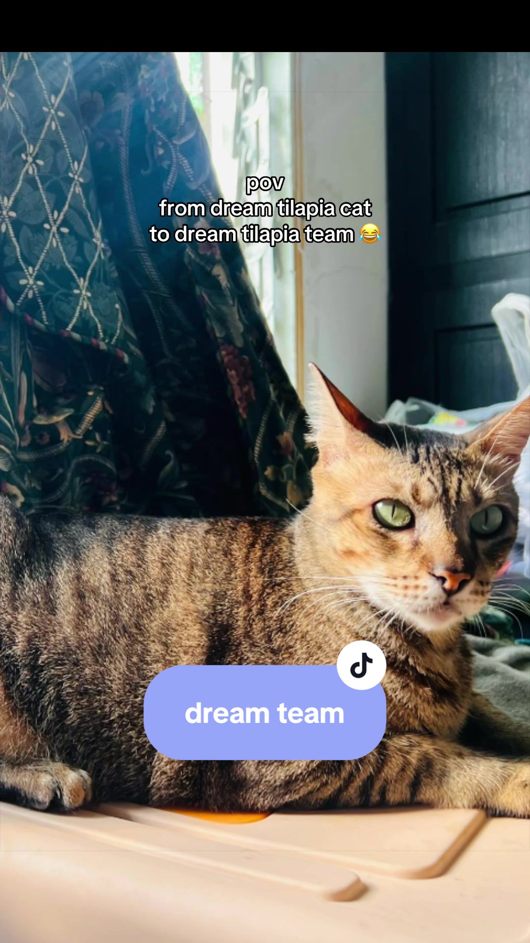 @17meows