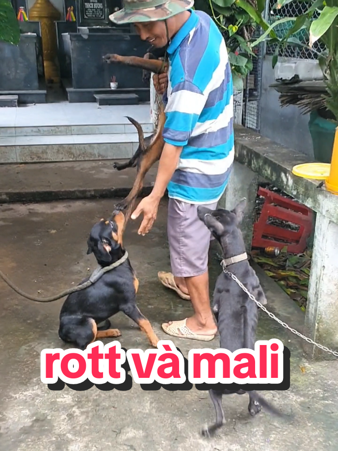 @Trại Ch&oacute; &Uacute;t S&aacute;u