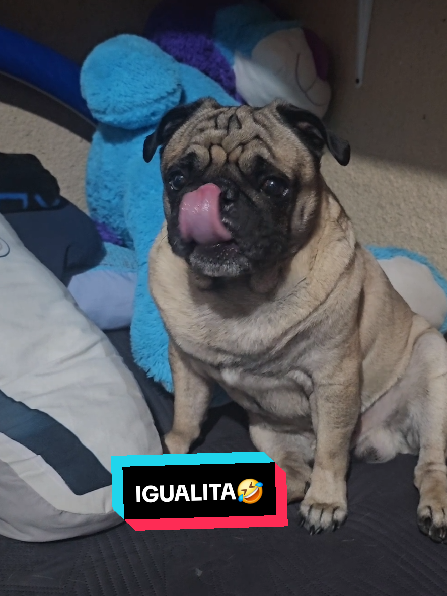 @CHICHARO🐶🐾