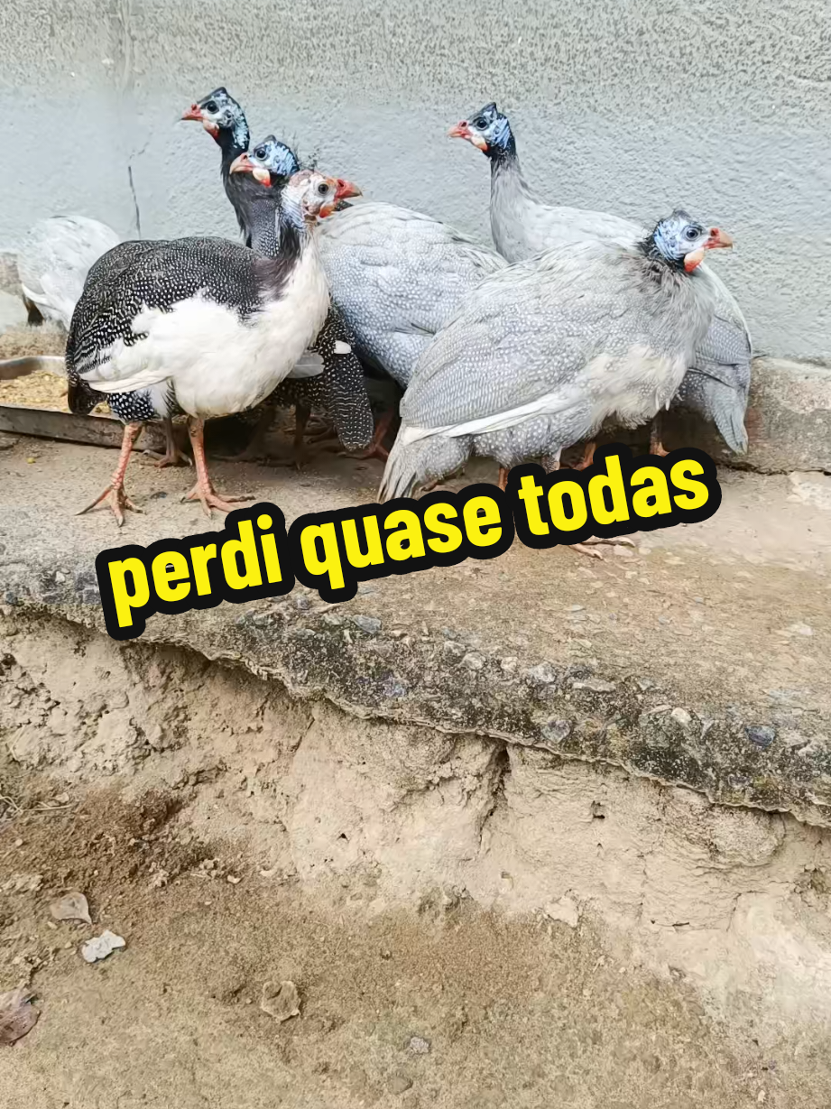 @Elaine Fernandes