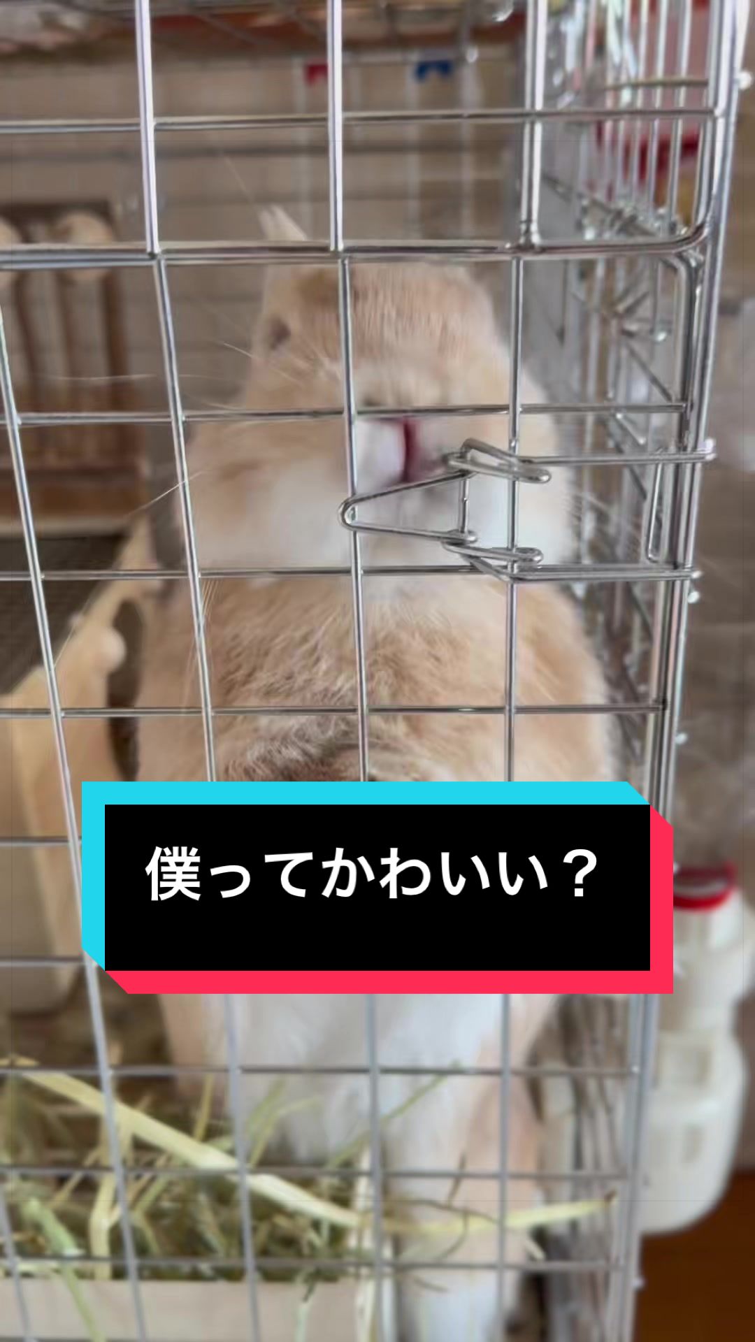 @うさぎのもちまる
