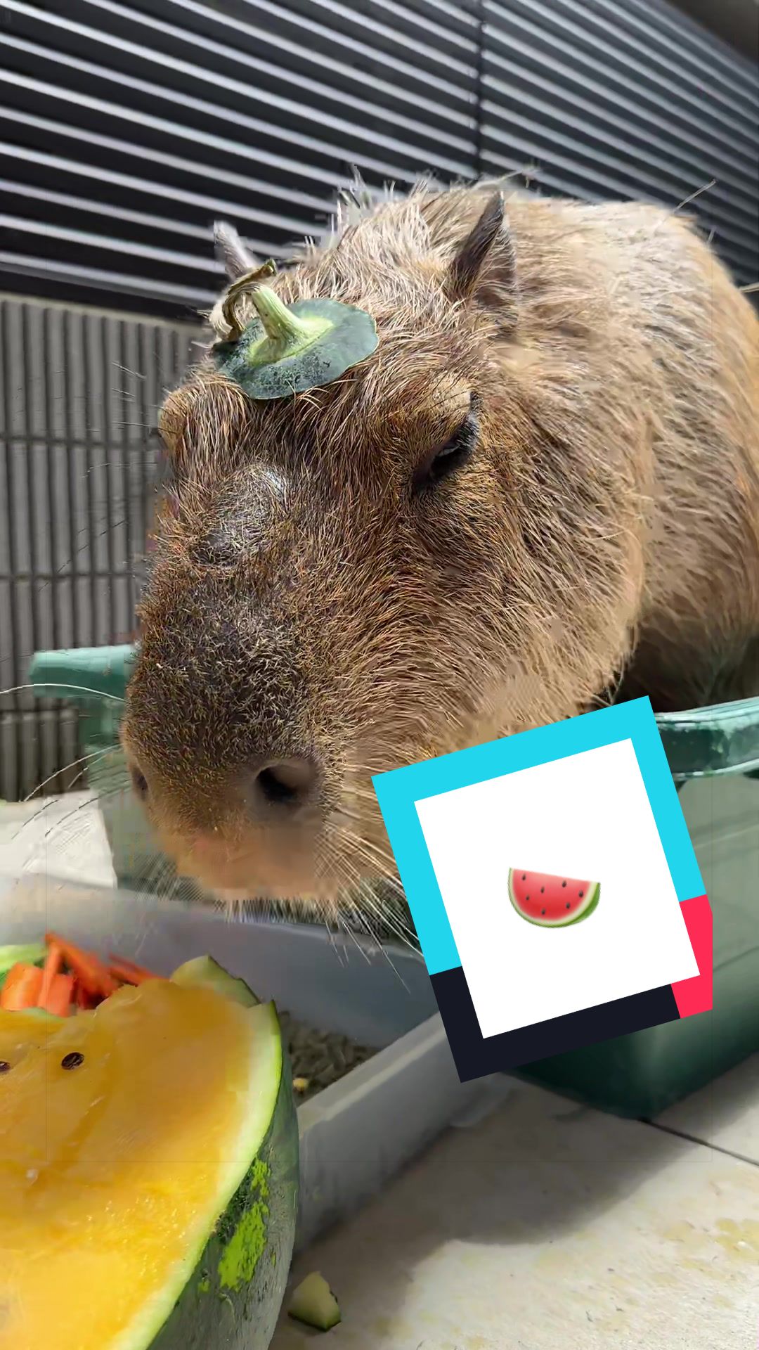 @カピヴィレッジ