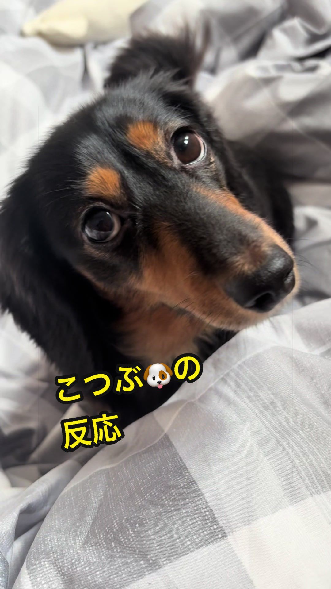 @あすかっきーん🧢💙🐾
