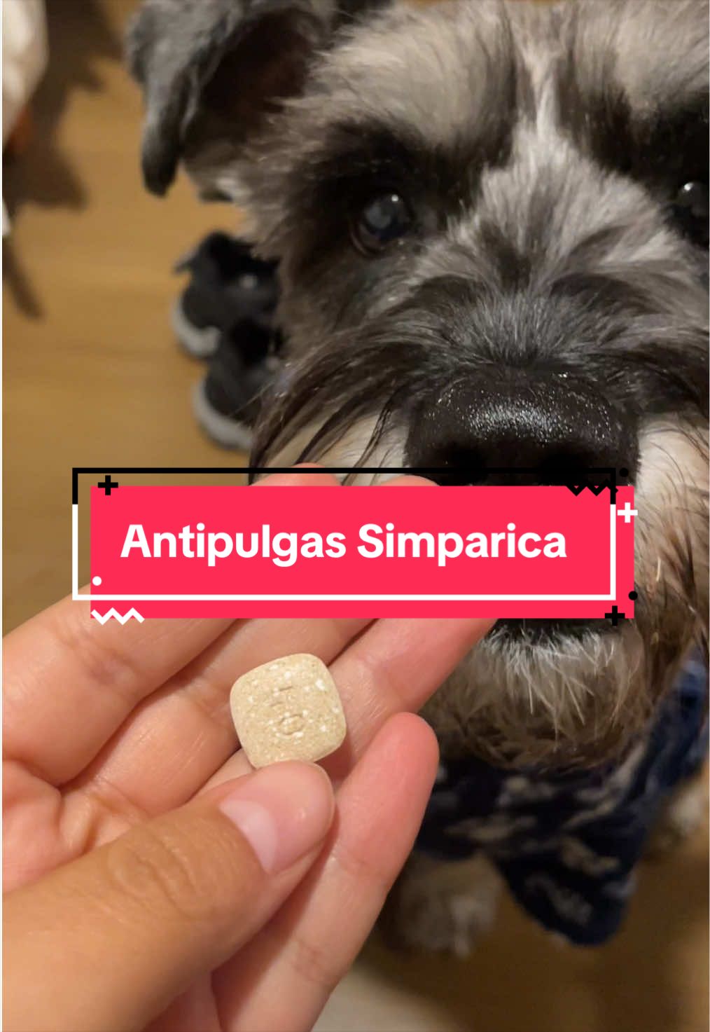 @lukah_schnauzer