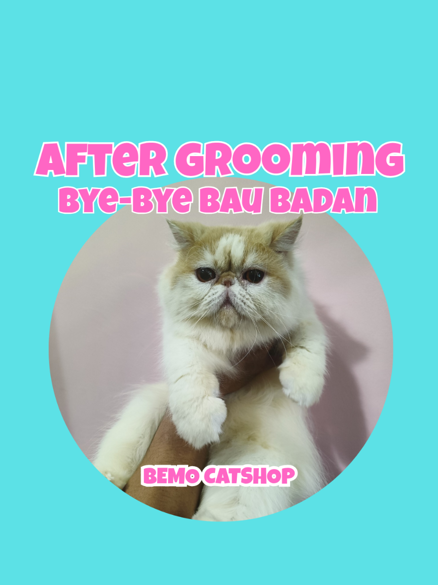 @Bemo Catshop