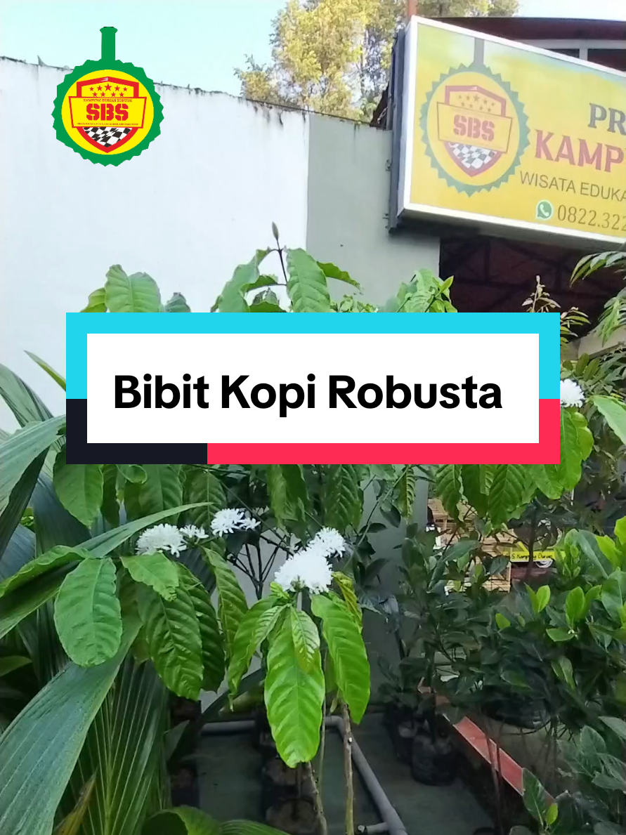 @Produksi Buah_SBS