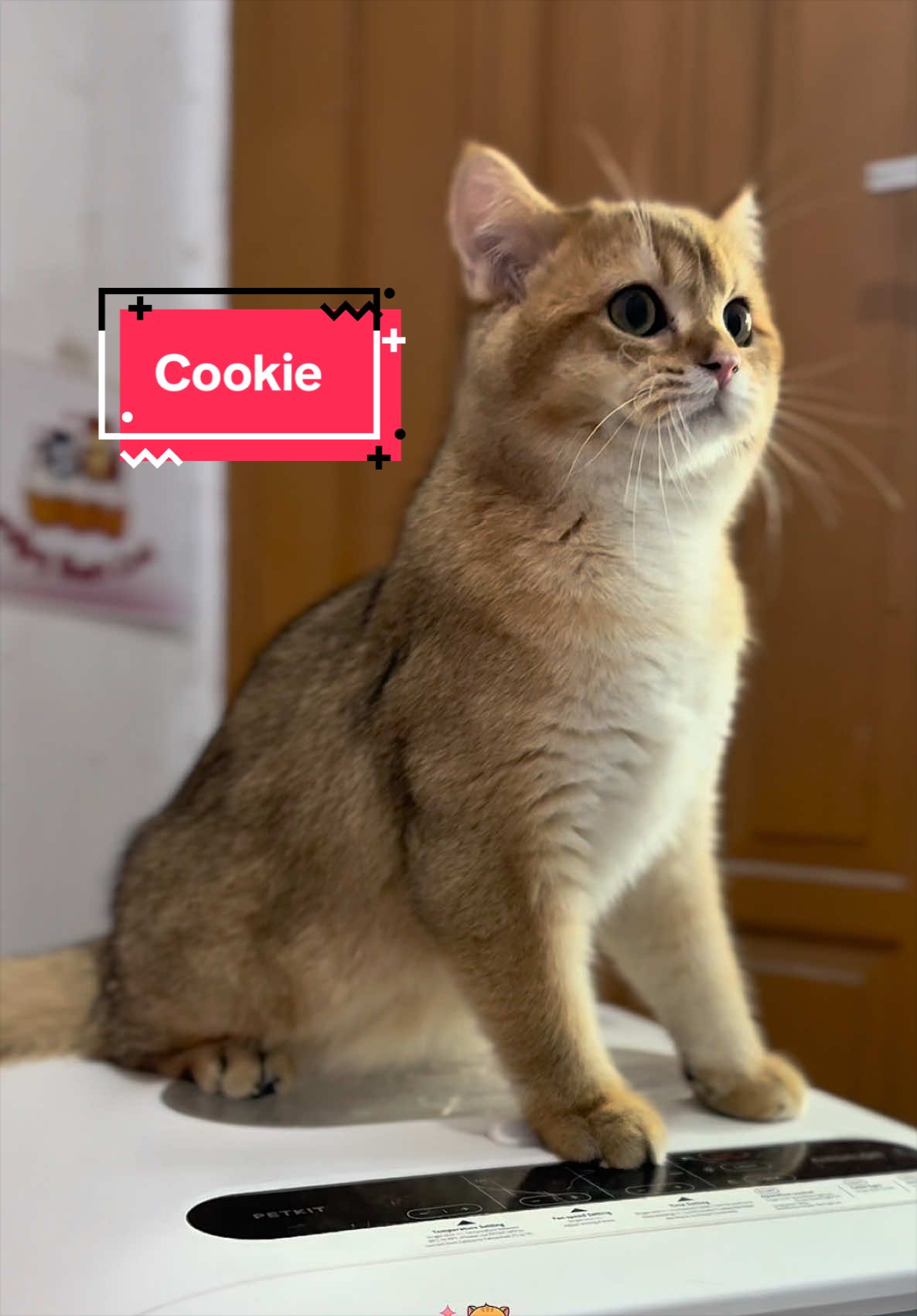 @milky bun cat