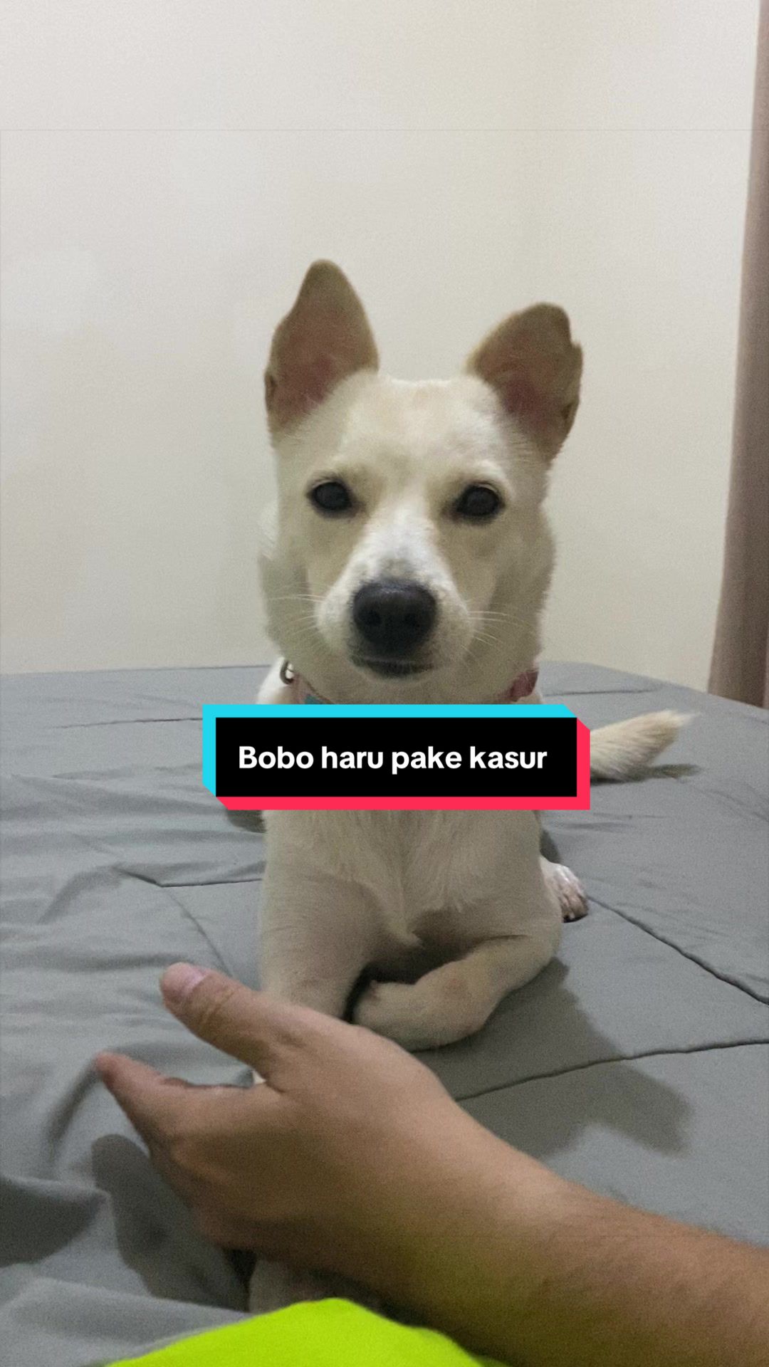 @Boboy.mayday