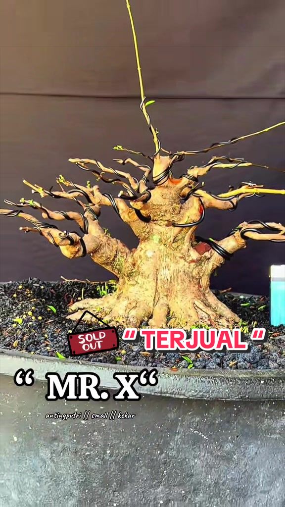 @warbonsai_purwodadi