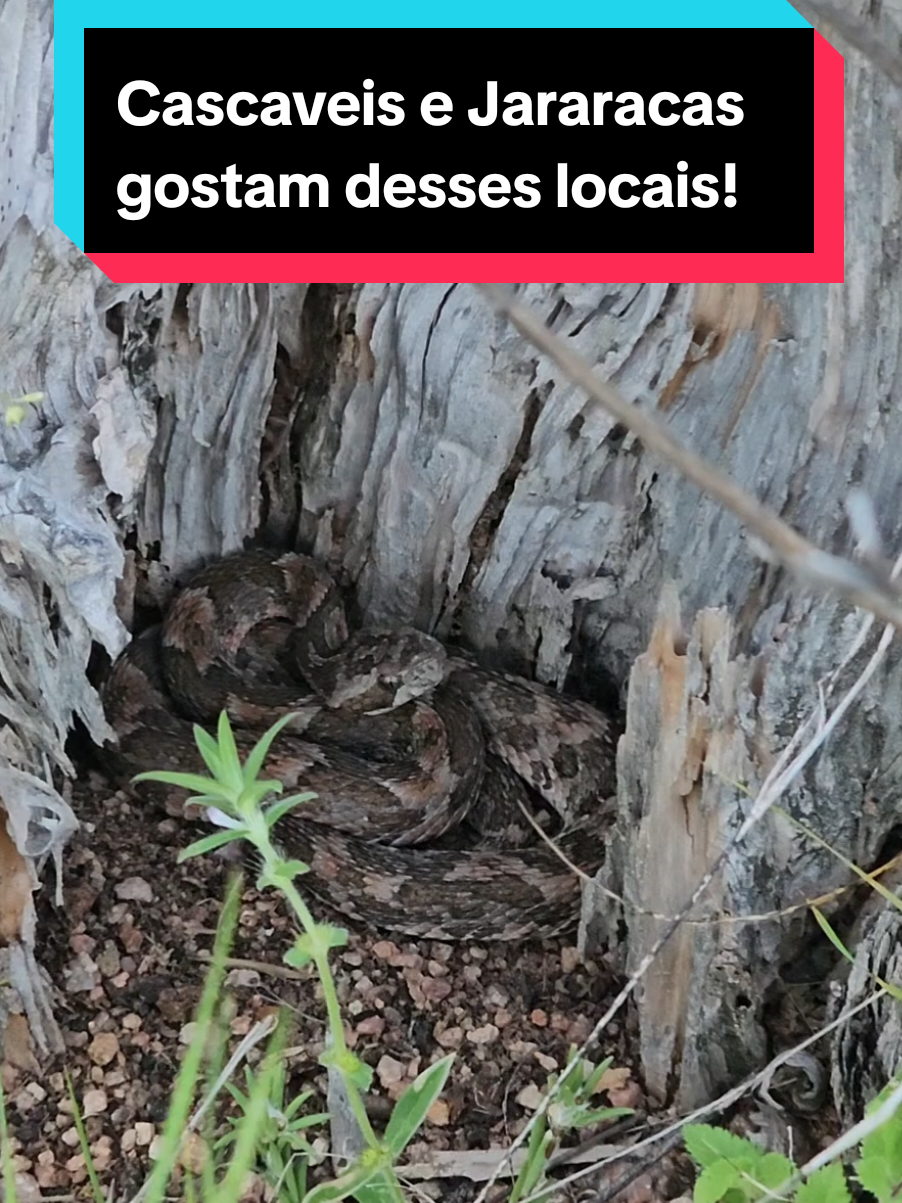 @Princesa das Serpentes