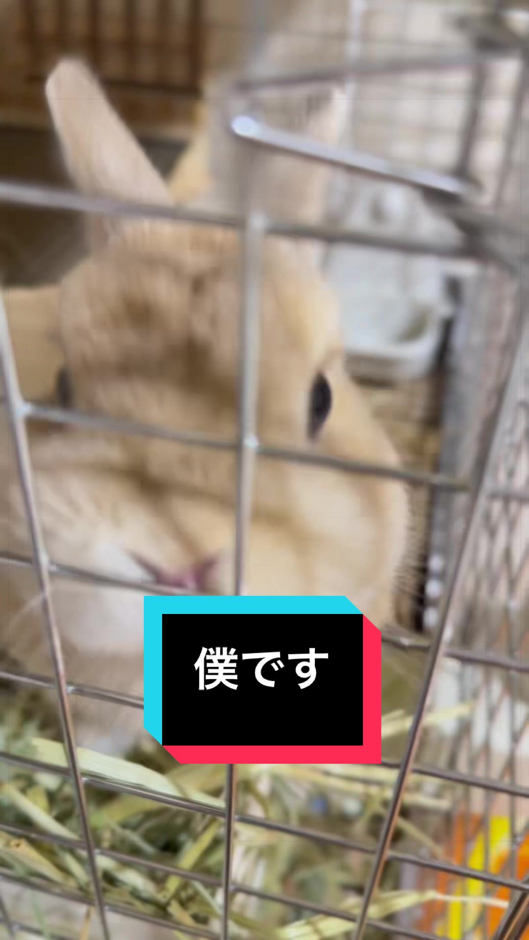 @うさぎのもちまる