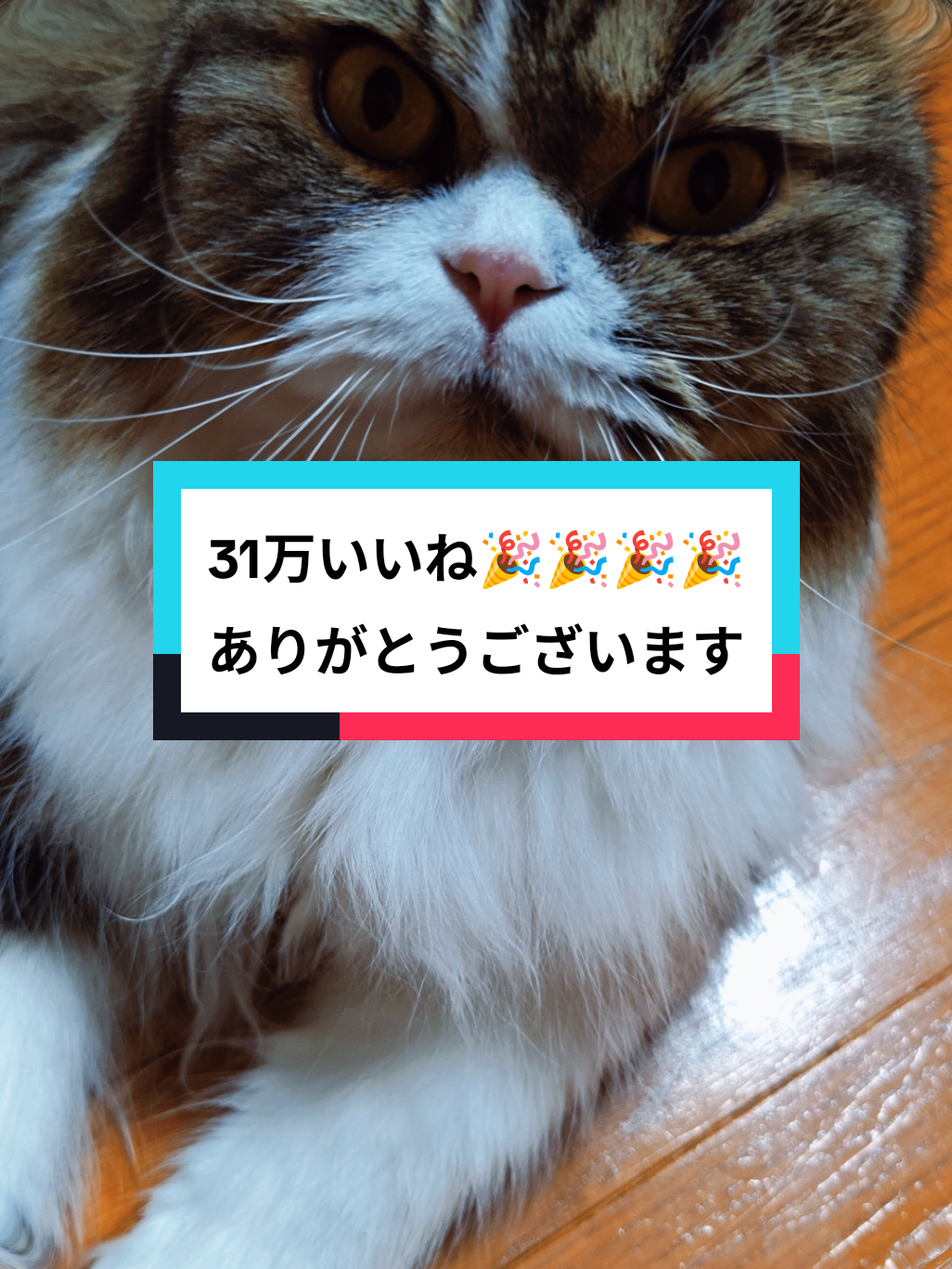 @にゃん太郎︎︎👍✌&sect;これがメインです😺
