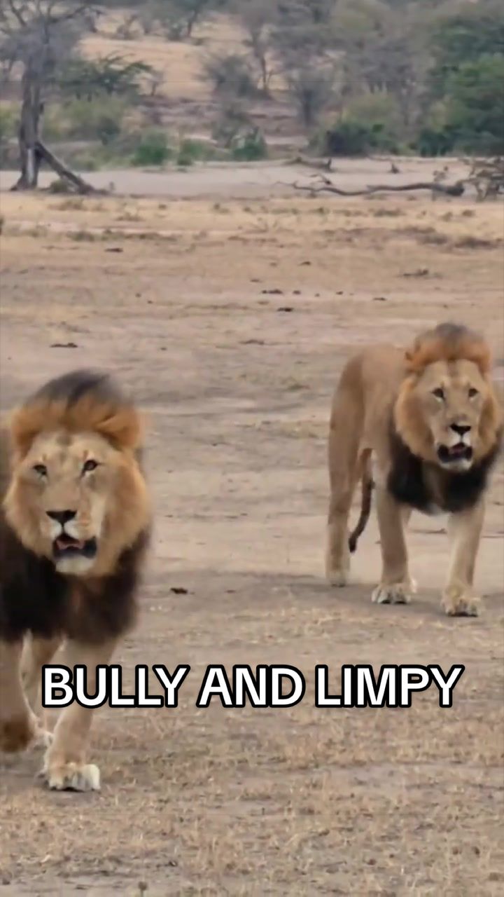 @𝓝 𝓪 𝓲 【Lion Expert】