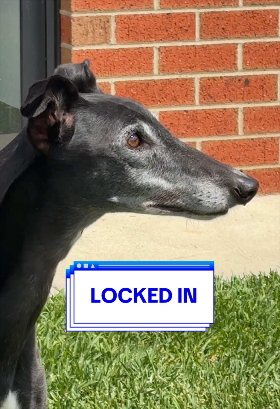 @chilli the greyhound 🌶️