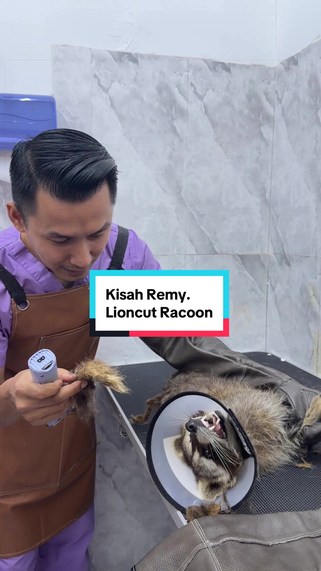 @MOZICAT | CAT GROOMING RAWANG
