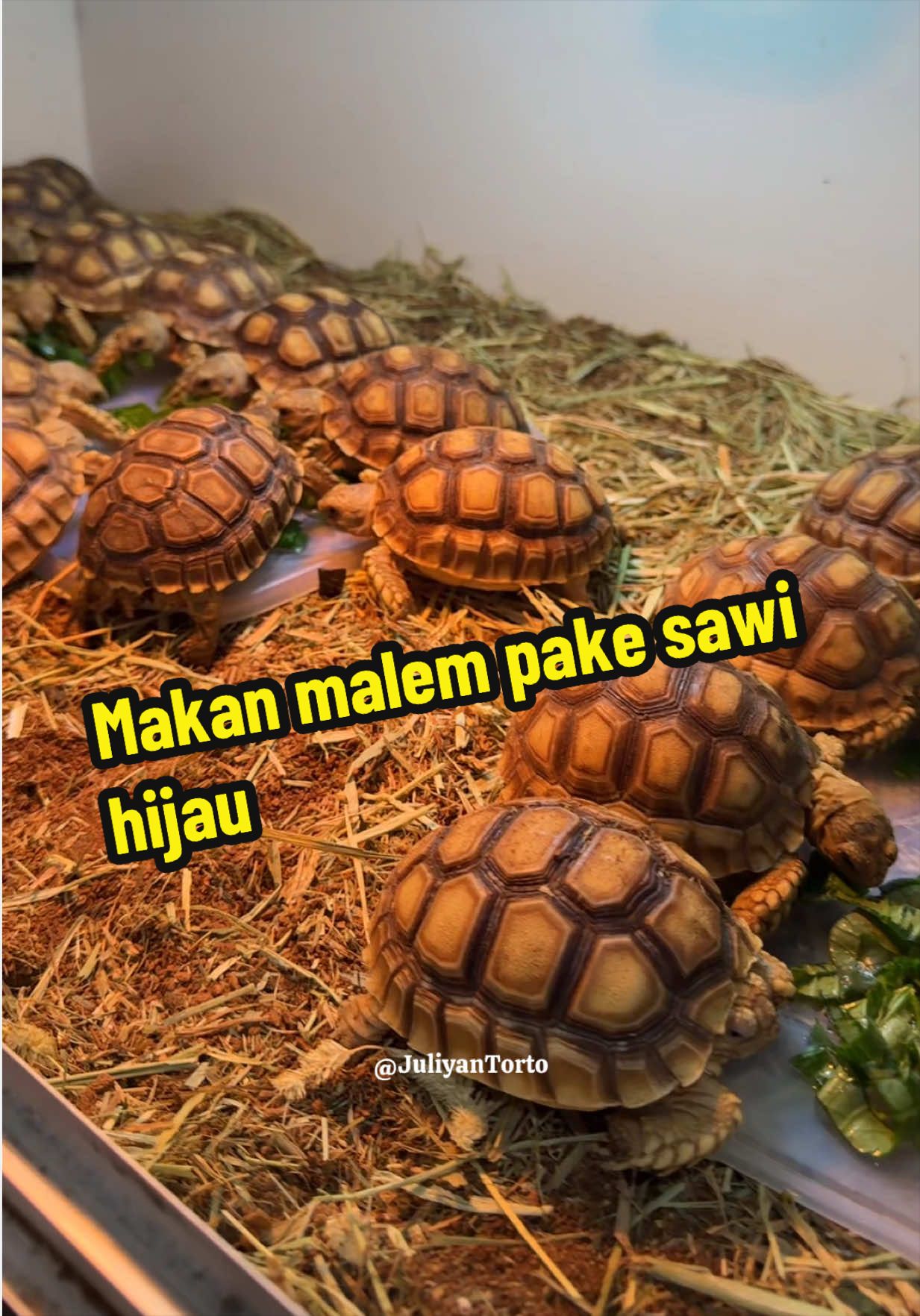 @JuliyanTorto