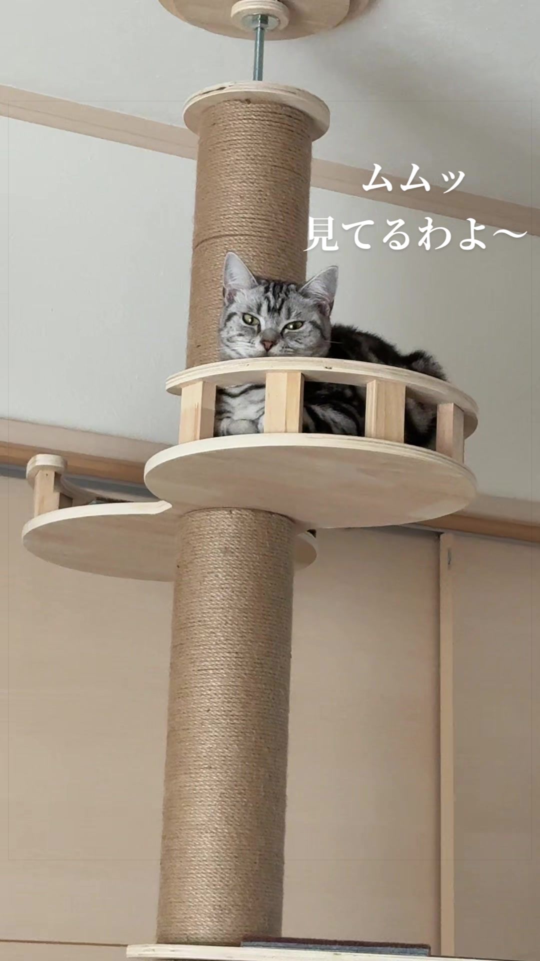 @パンダコンダ