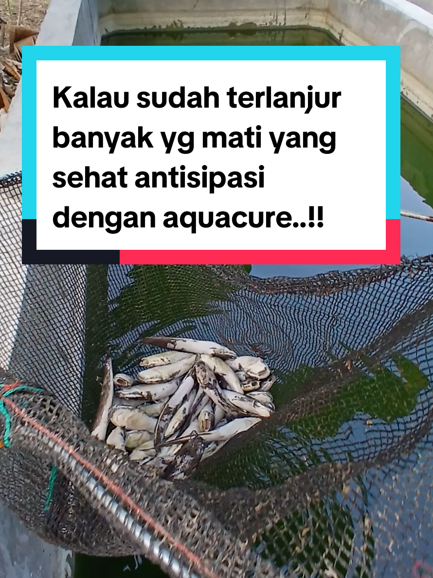 @Kang_Ewi