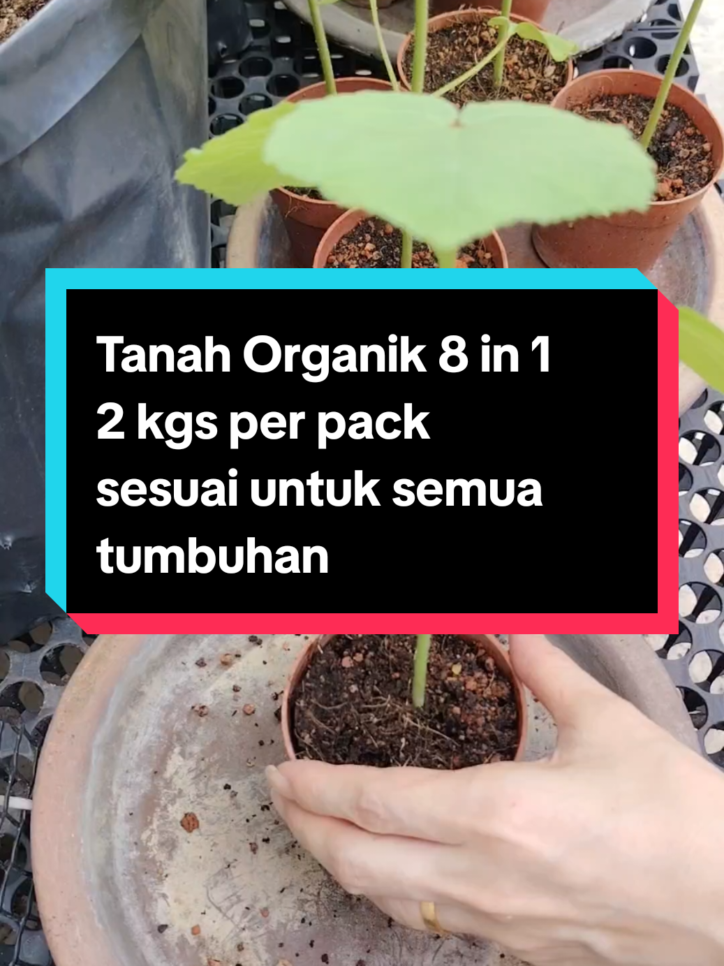 @Kakak Rose