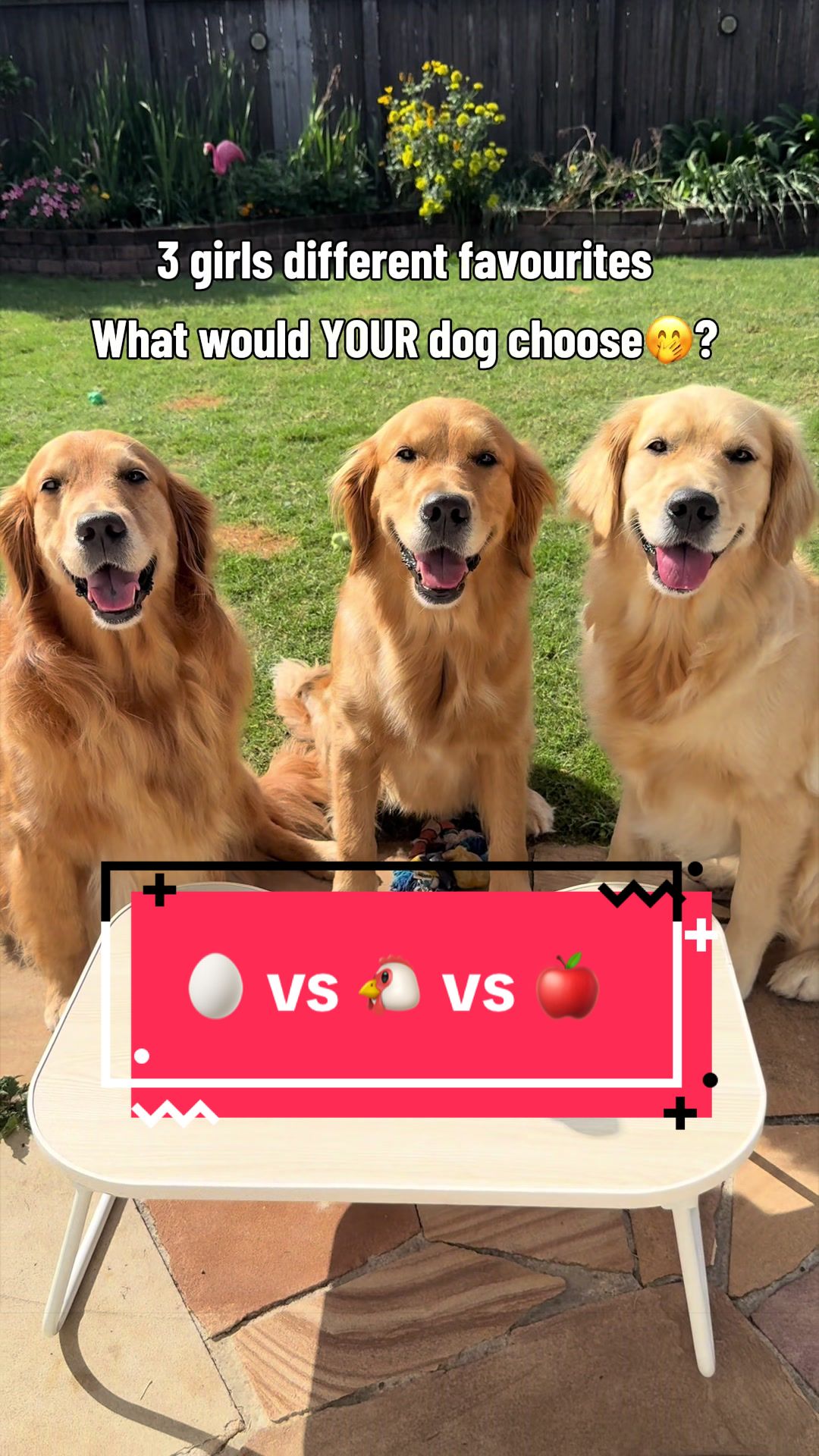 @3goldenretriever