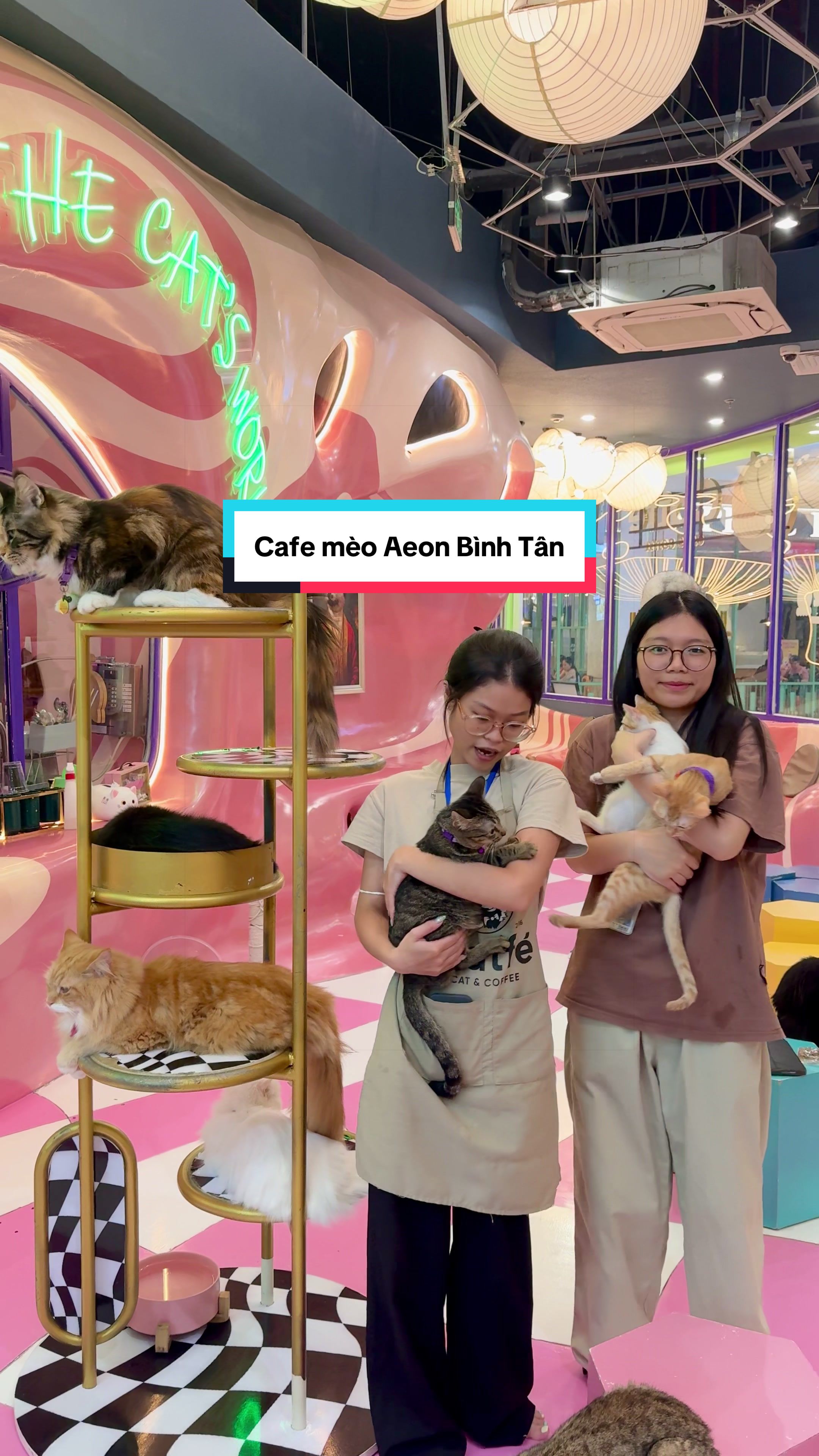 @Catfe 🐱