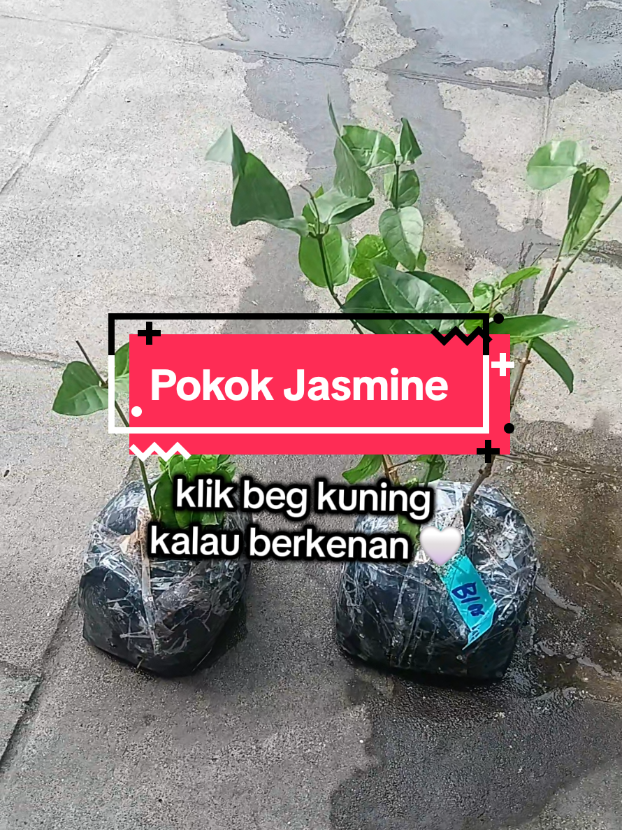 @Lin🌷