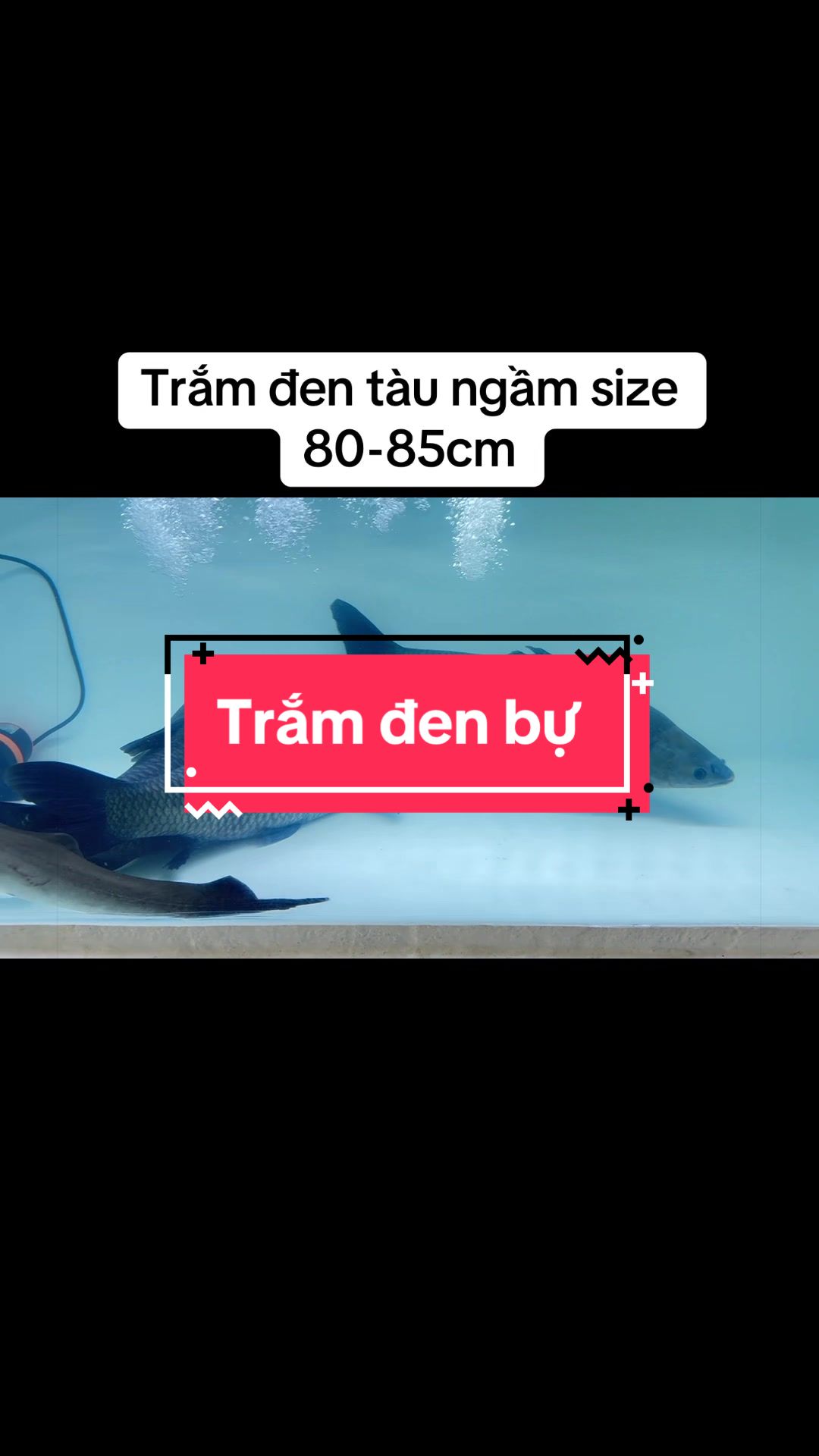 @Ph&aacute;t Đạt B&aacute;n C&aacute; 😎🐠🦈