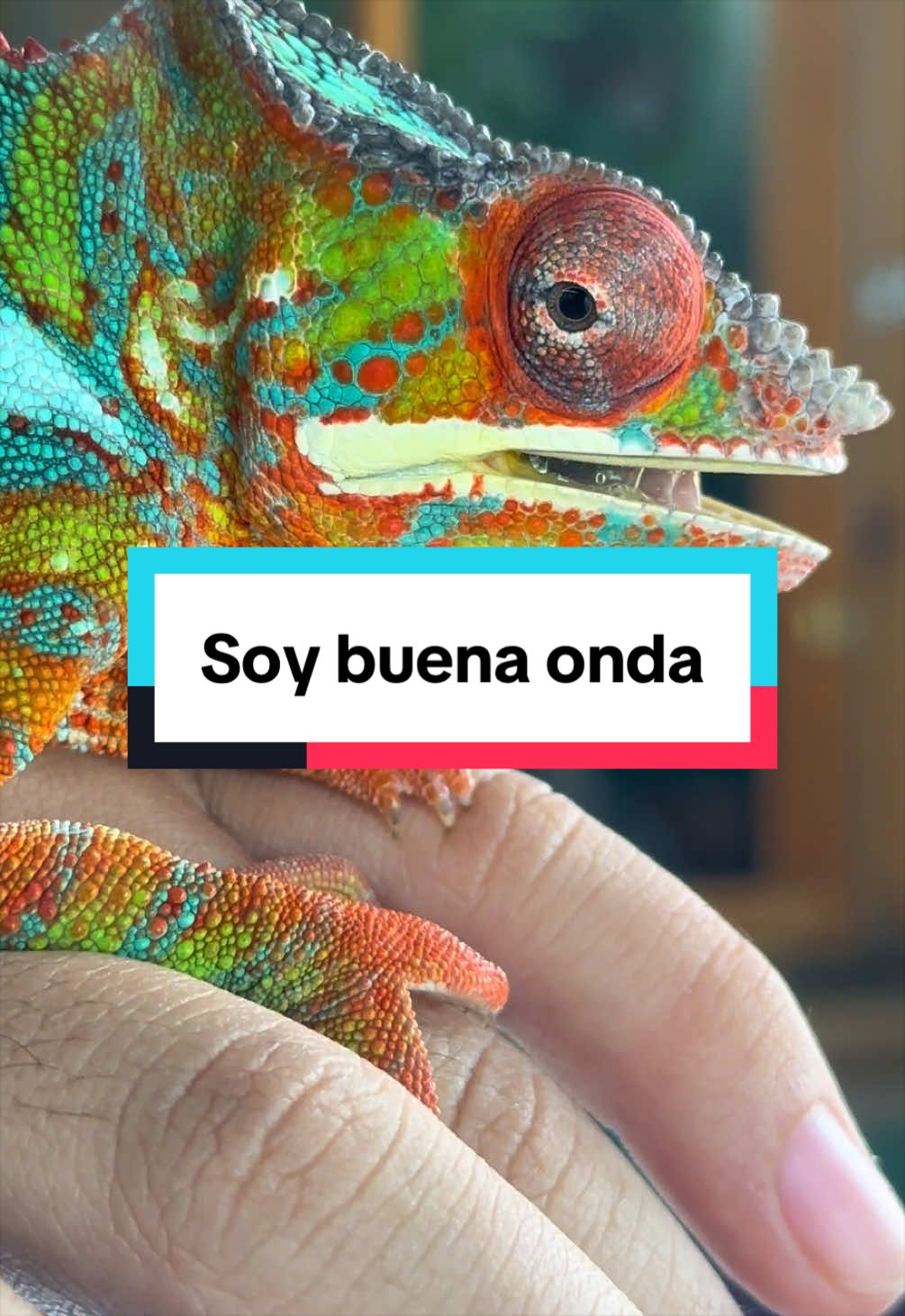 @ReptilMania