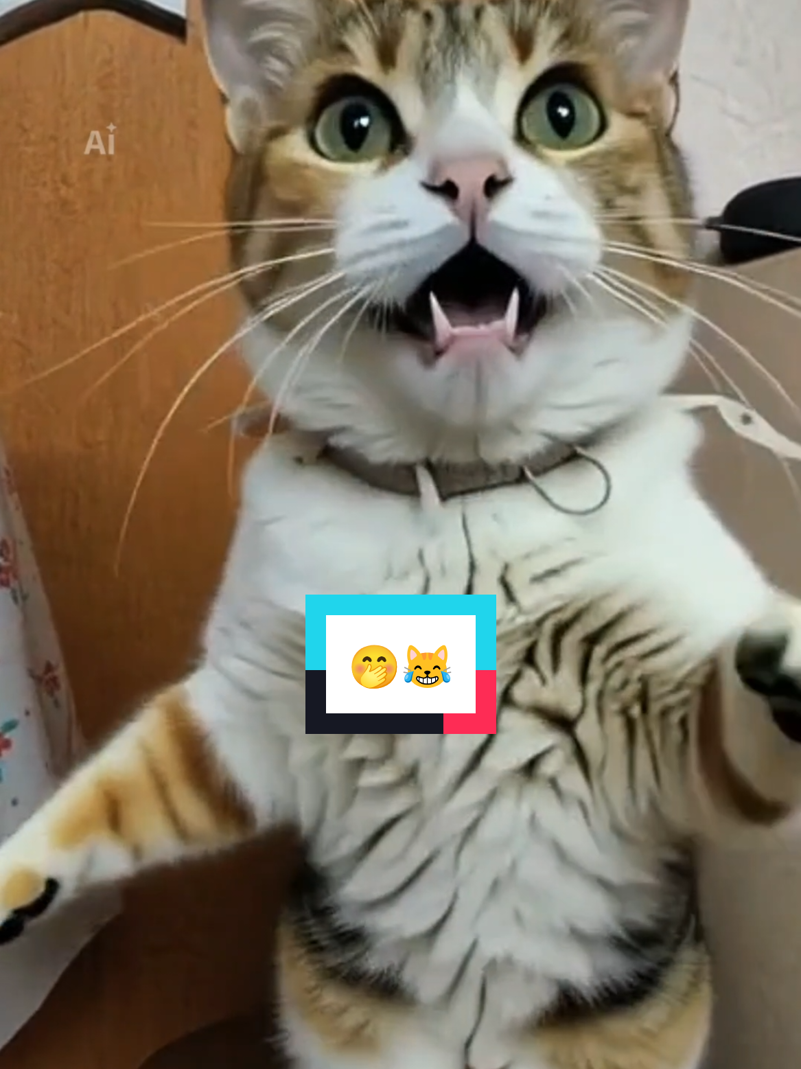 @Lunita🐱🌜