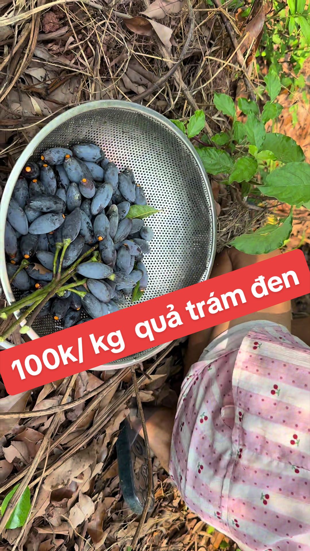 @Nh&agrave; Vườn Vũ Mai