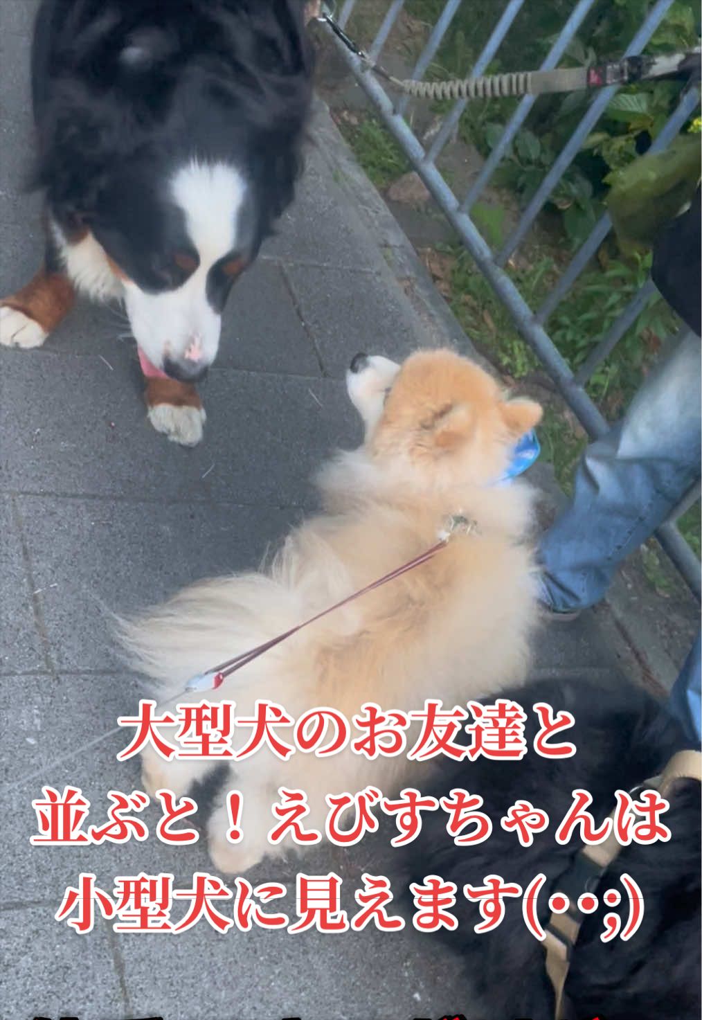 @ポメラニアン🐾えびす