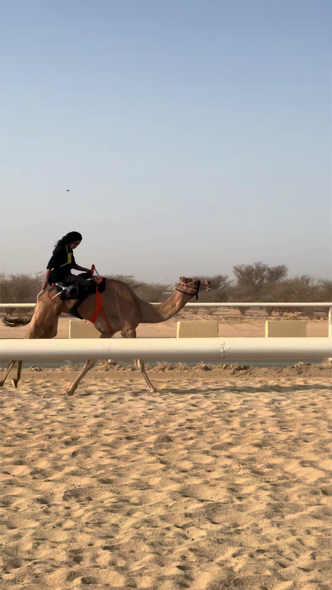 @سمو العجمي 🤪