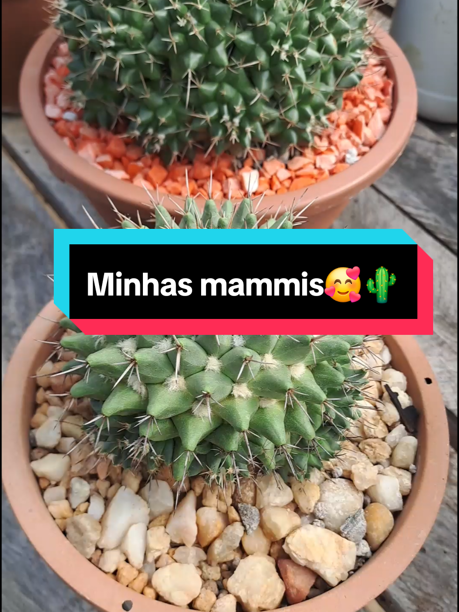 @Cactos & Poesia🌵🤍✍️🏽