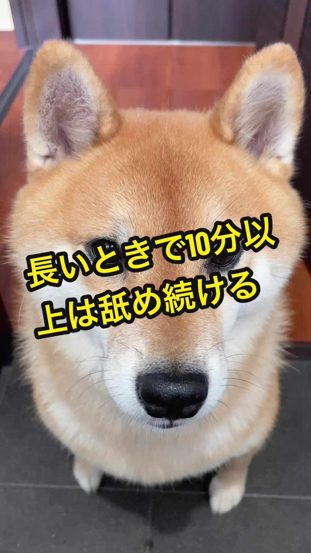 @特に柴犬が好きな人