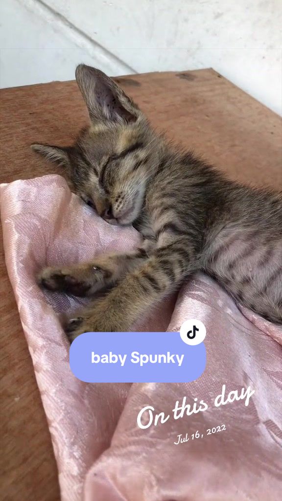 @17meows