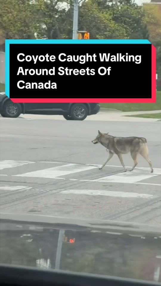@905 🇵🇰🇨🇦