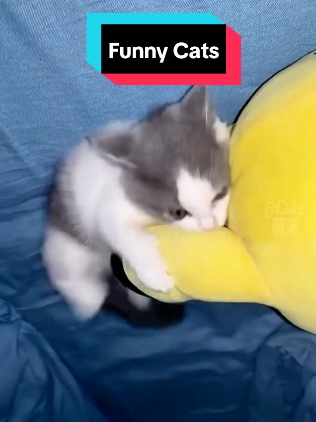 @MeowMagic