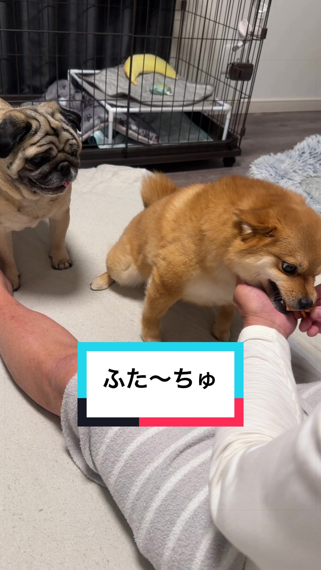 @🐶とん&ぺっぺこぺー🦊