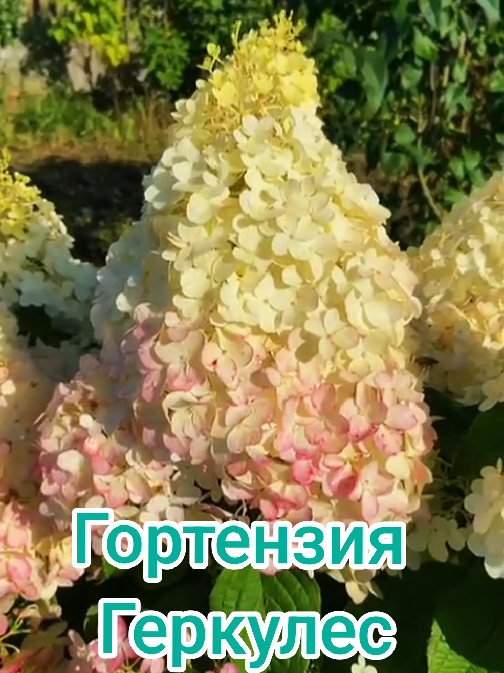 @Интернет-магазин Магия цветов
