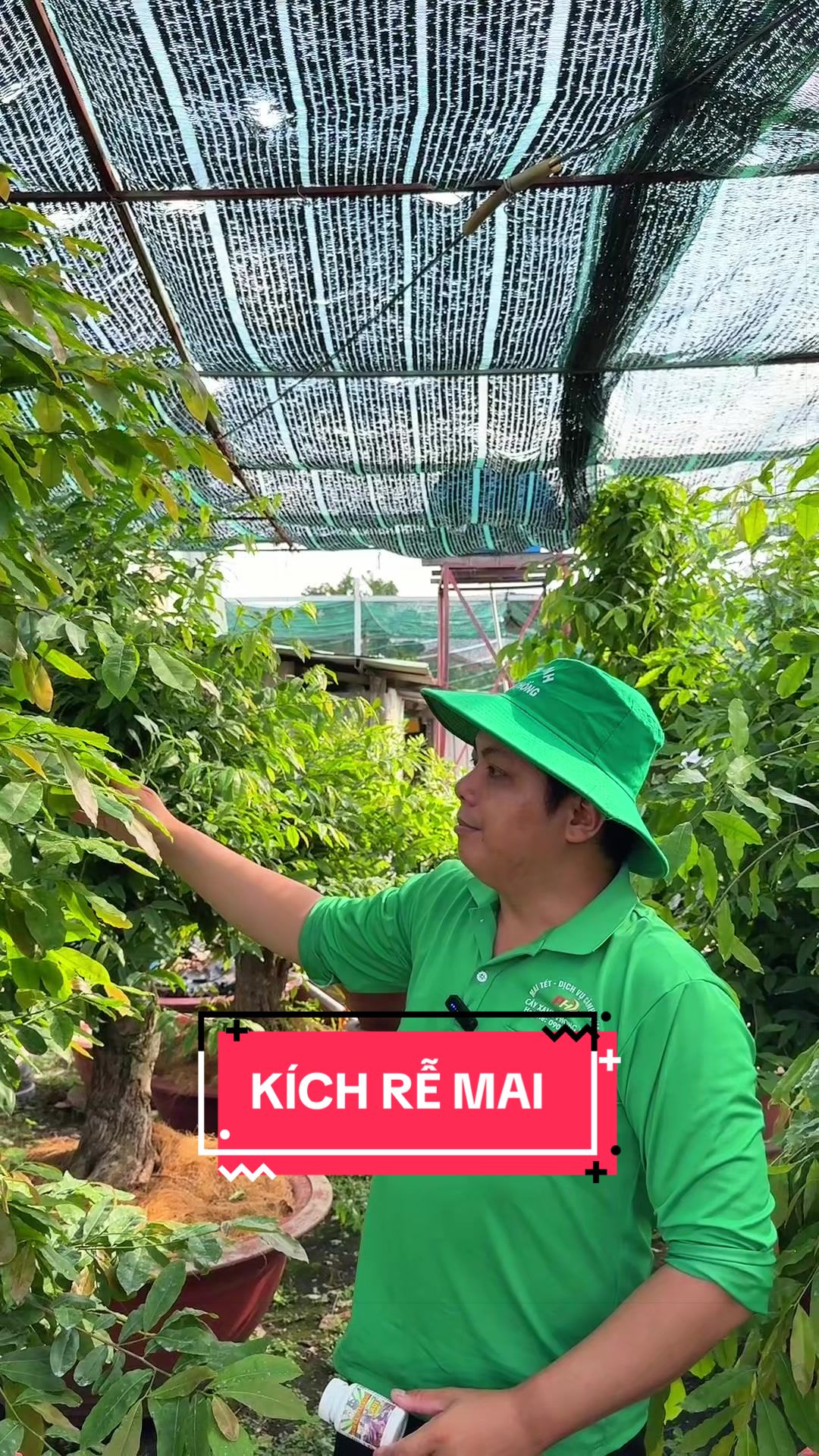@C&acirc;y Xanh Phong Hồng