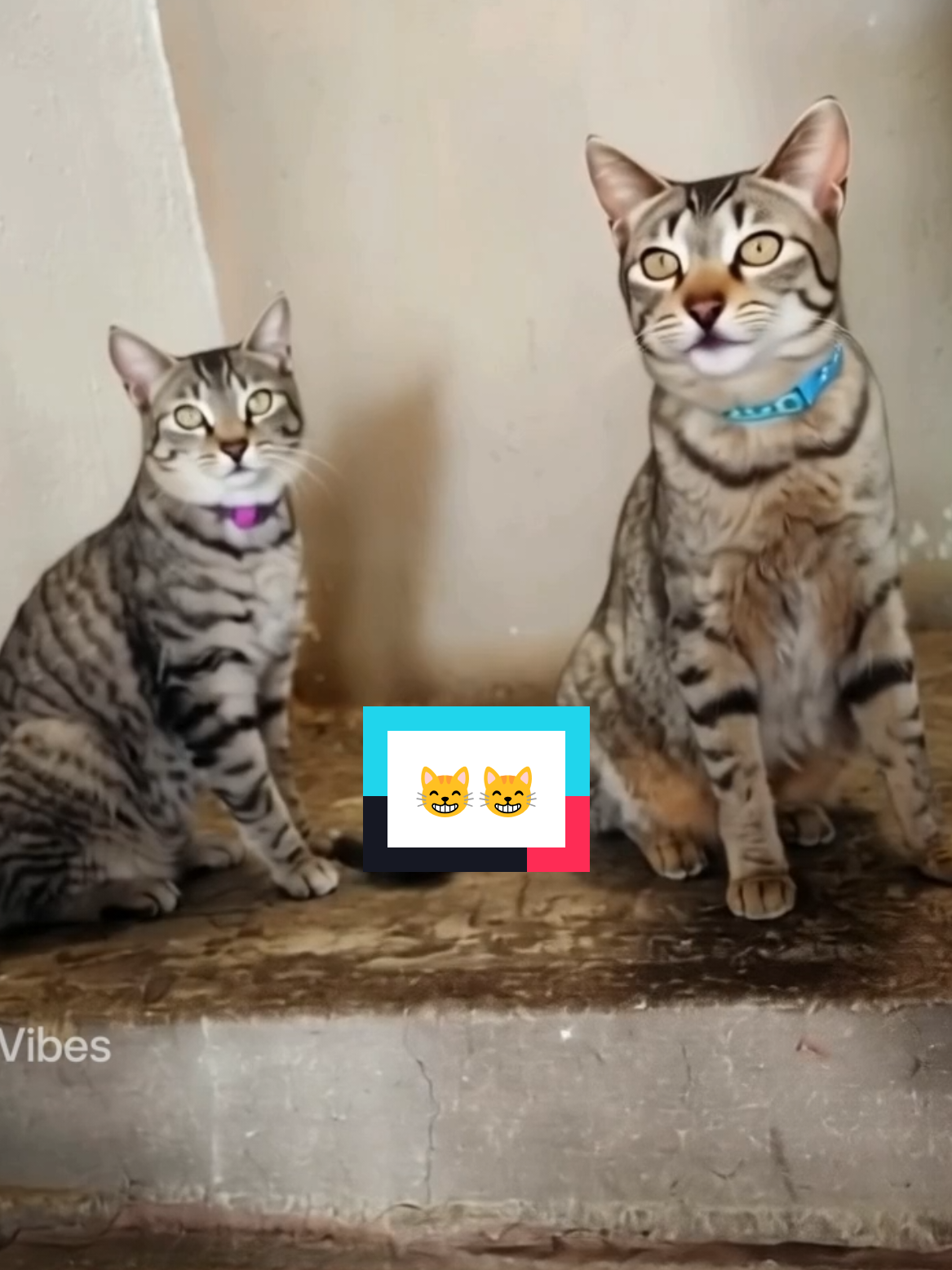 @Lunita🐱🌜