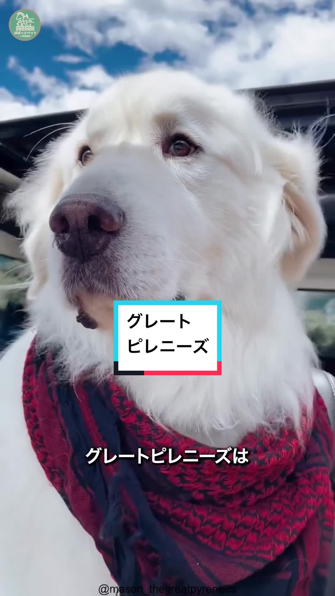@ぱぱっとペット【動物1分解説】