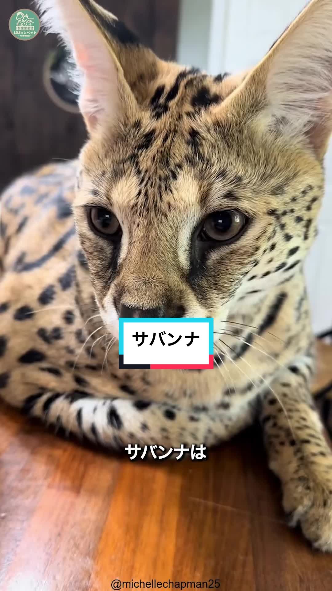 @ぱぱっとペット【動物1分解説】