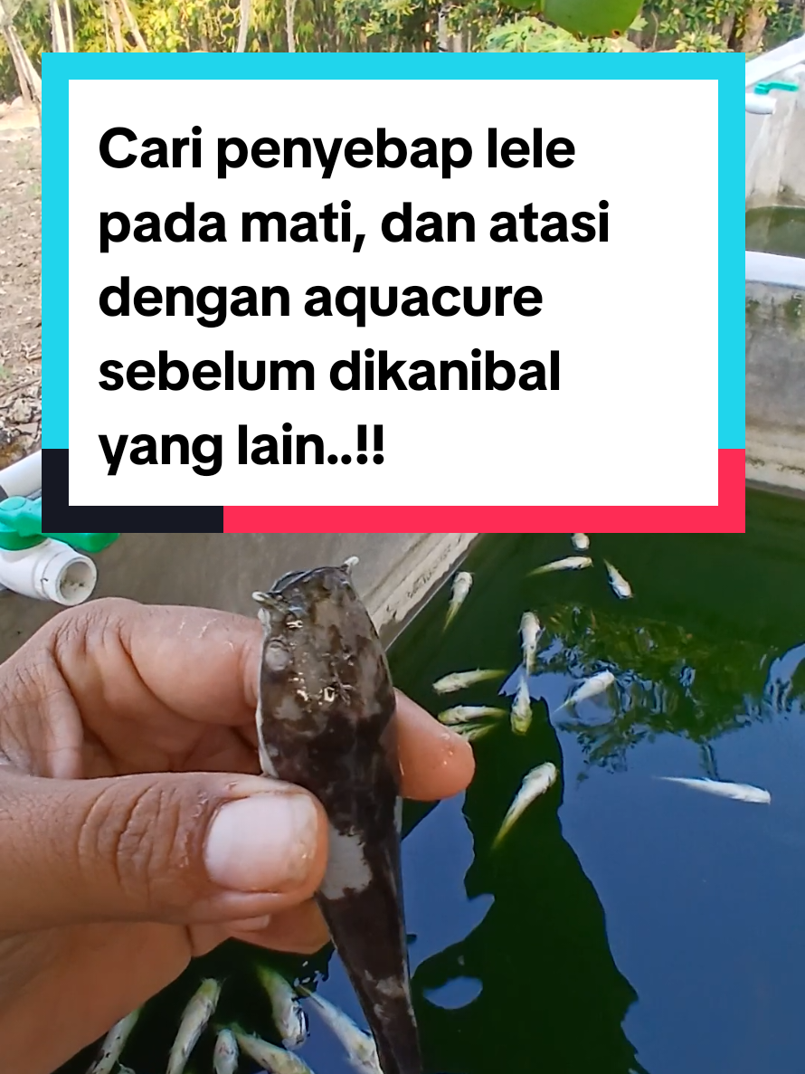@Kang_Ewi