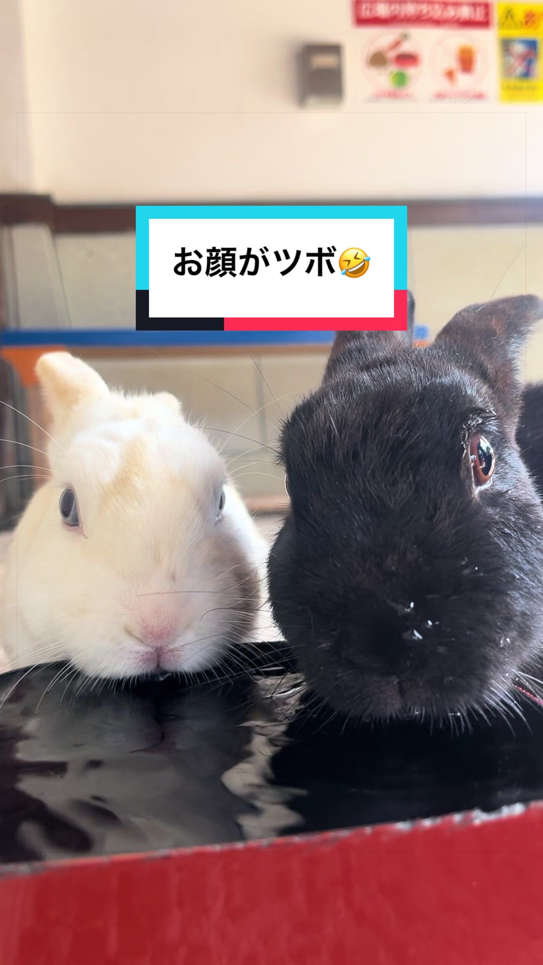 @【公式】月うさぎの里