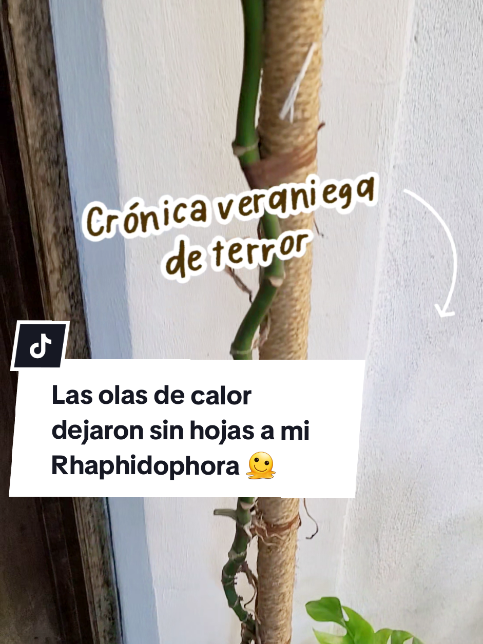 @Plantología🌿