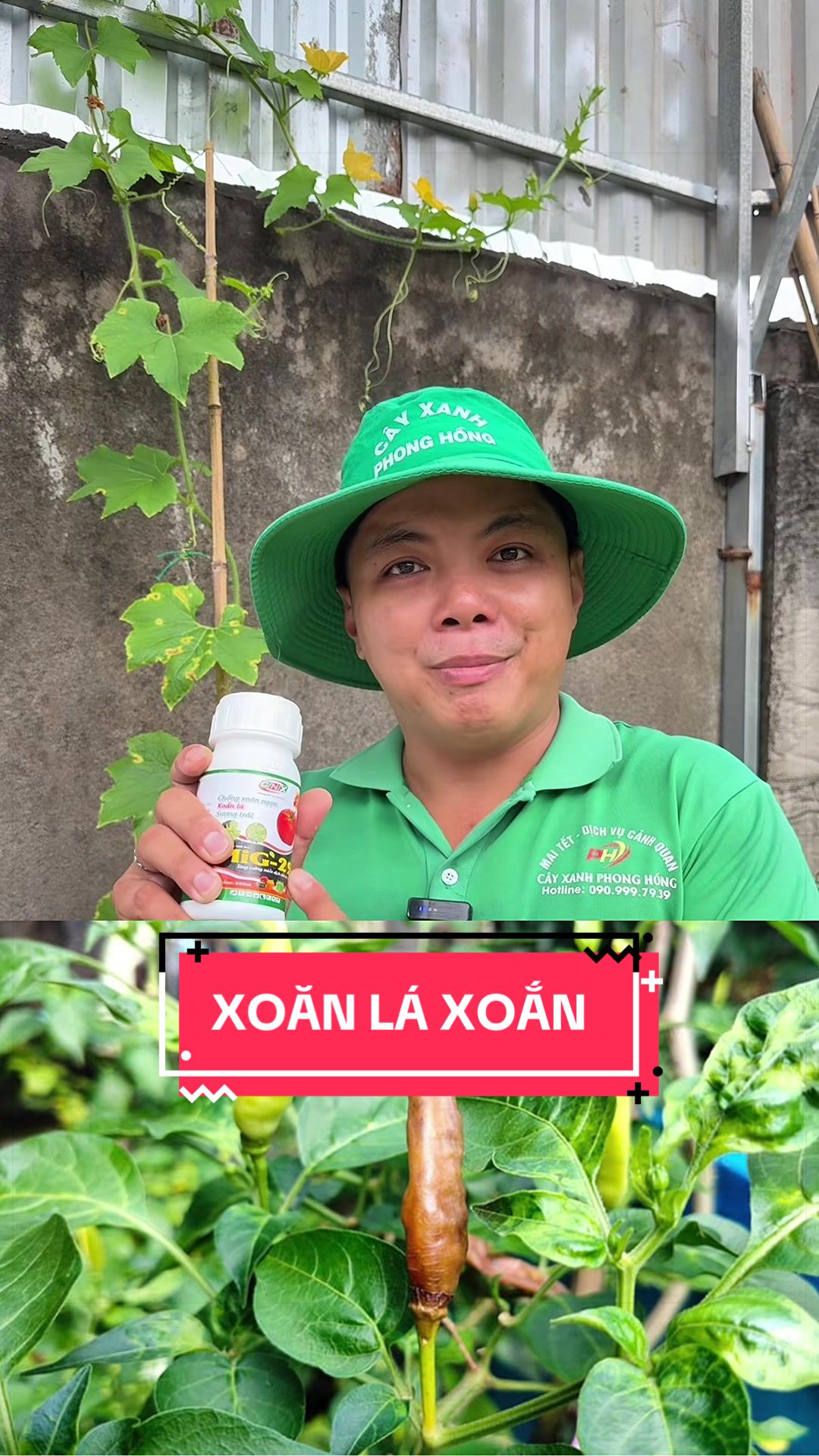 @Cây Xanh Phong Hồng
